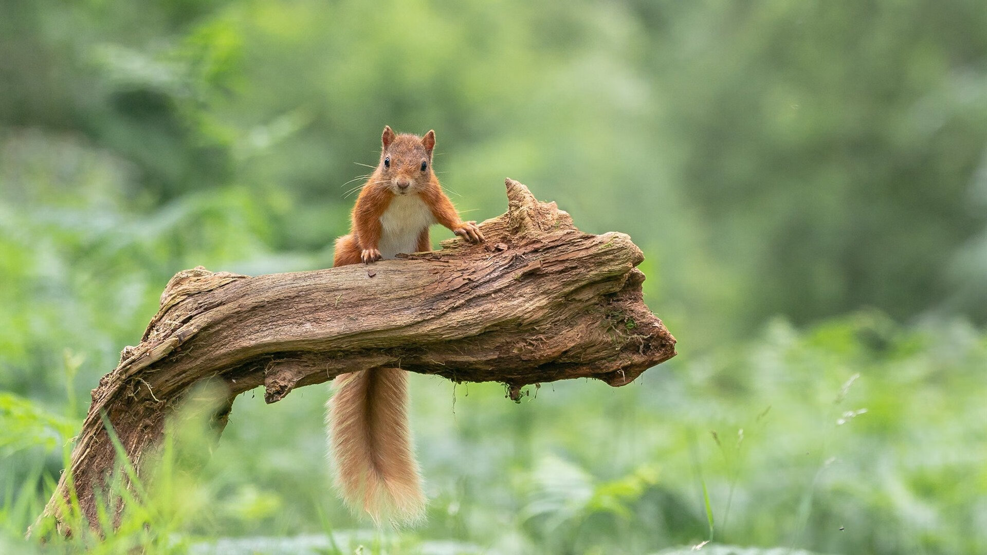 天使之翼斩落雄狮，迪马利亚无争议MVP引领拜仁淘汰赛晋级