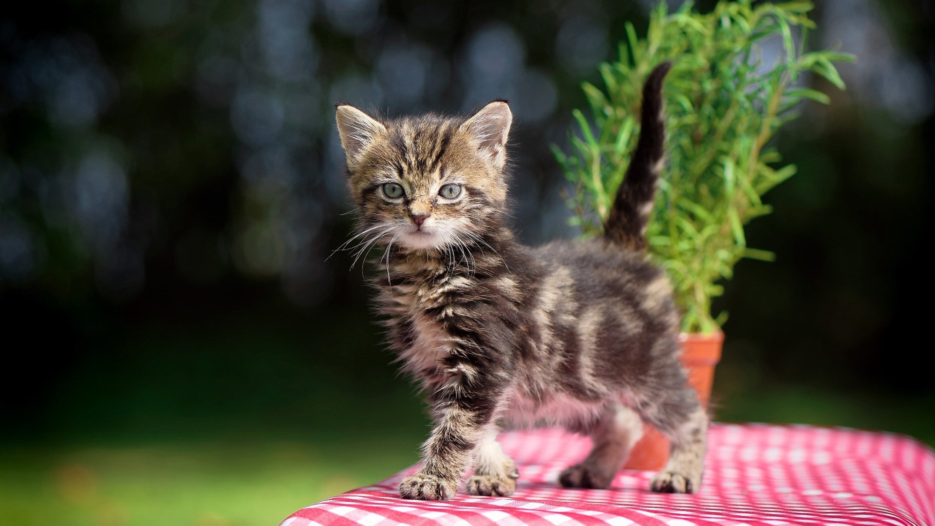 独行侠团队浪潮席卷广厦，浓眉孤峰擎天定乾坤