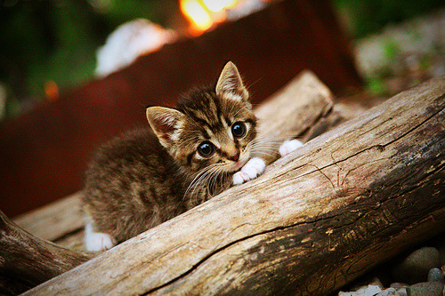 末节之神与铁壁之困,当特奥撕裂时间,安哥拉封印空间