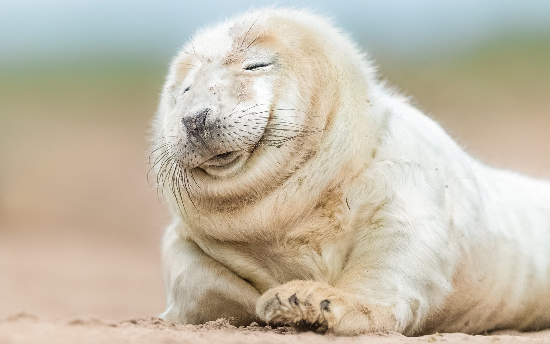 巴黎左岸的斗牛士,当法比尼奥在塞维利亚弯道接管F1战局