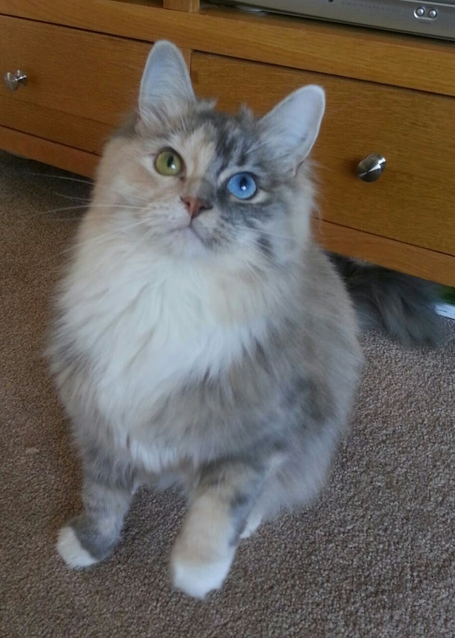 巨星爆发！班凯罗领衔广厦险胜热火